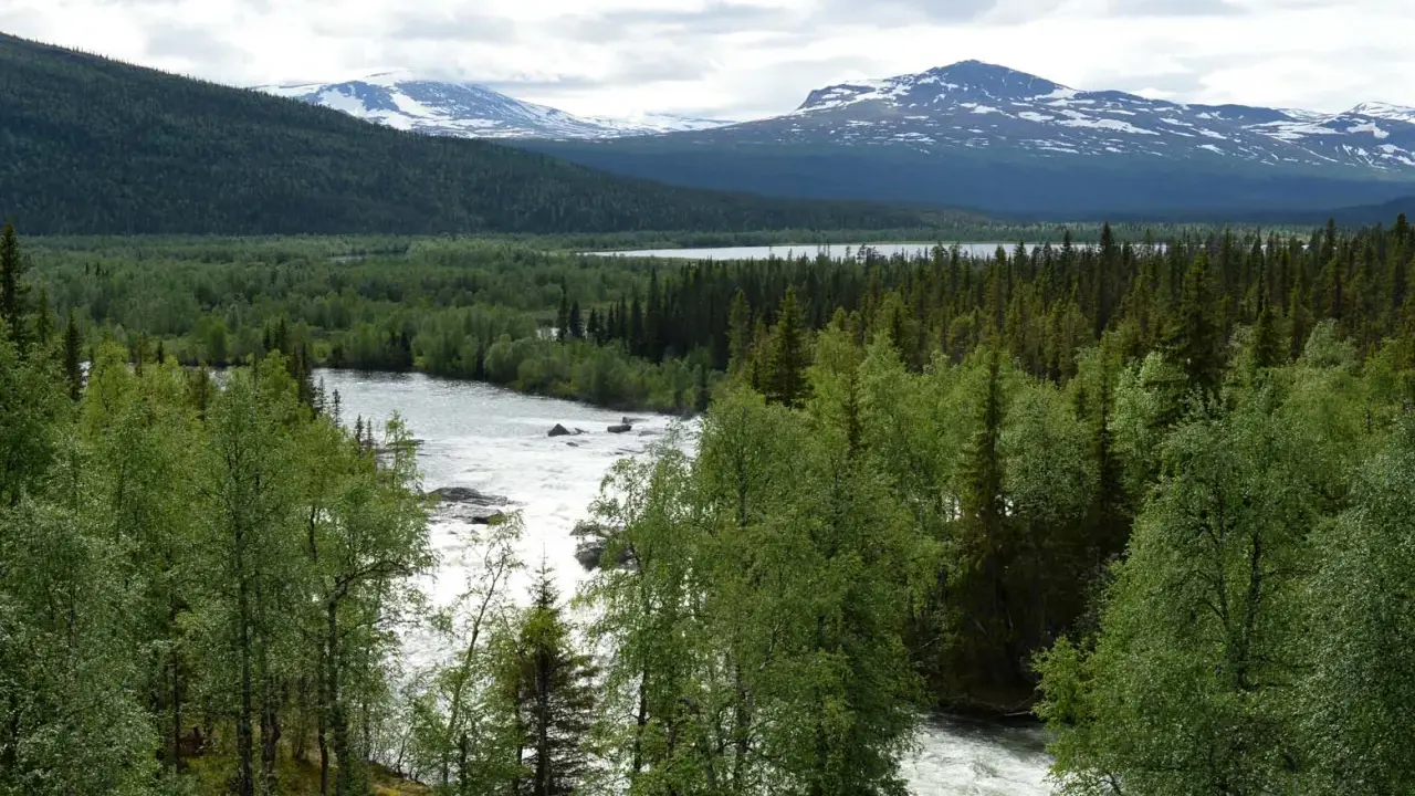 Vacker vy över forsande vatten och grönskande skog vid STF Kvikkjokk. Snöklädda fjäll i bakgrunden.