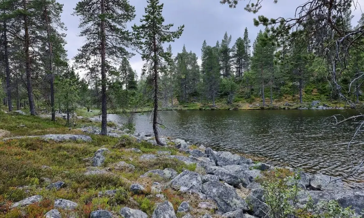 En sjö kantad av stenar och tallar i Rogens naturreservat. Marken är täckt av mossa och ljung.