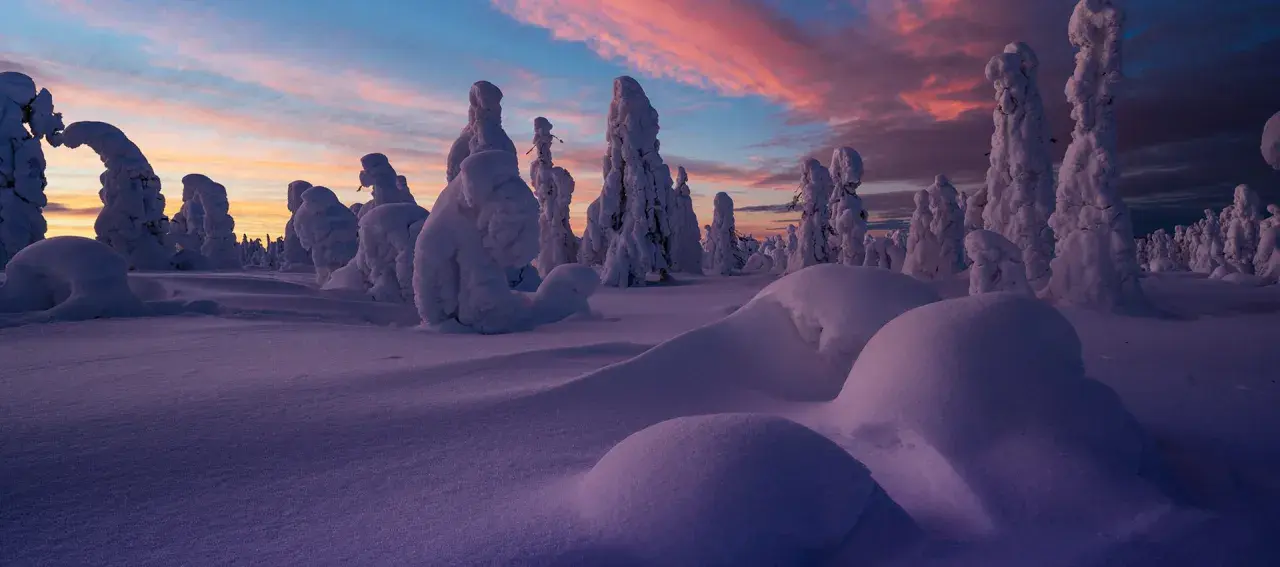 Vinter i Sverige: snötäckta träd formar surrealistiska skulpturer mot en rosa och blå gryningshimmel.