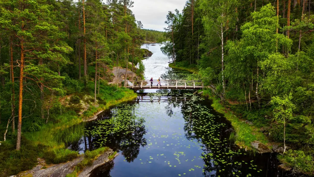 Vandrare korsar en träbro över en lugn sjö med näckrosor i **Tresticklans nationalpark**.