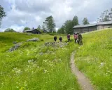 Vandring längs 7 torpsleden genom grönskande ängar med vilda blommor och gamla timmerhus.