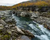 Vatten forsar genom Abisko kanjon, kantad av dramatiska klippformationer och höstens gyllene lövverk.