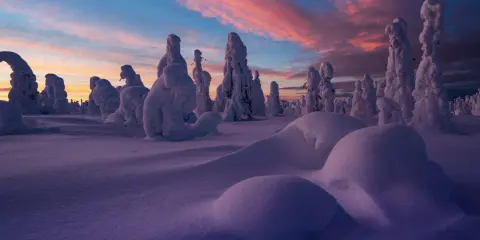 Vinter i Sverige: snötäckta träd formar surrealistiska skulpturer mot en rosa och blå gryningshimmel.