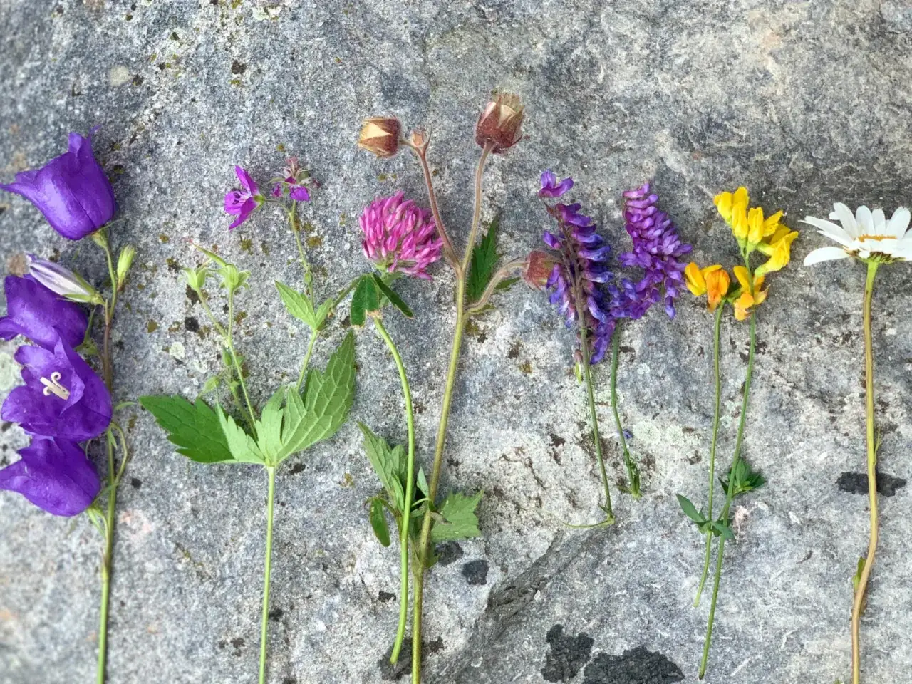 Blommor i olika färger, som blåklockor och klöver, ligger på en sten. En påminnelse om vackra Sweden midsummer.