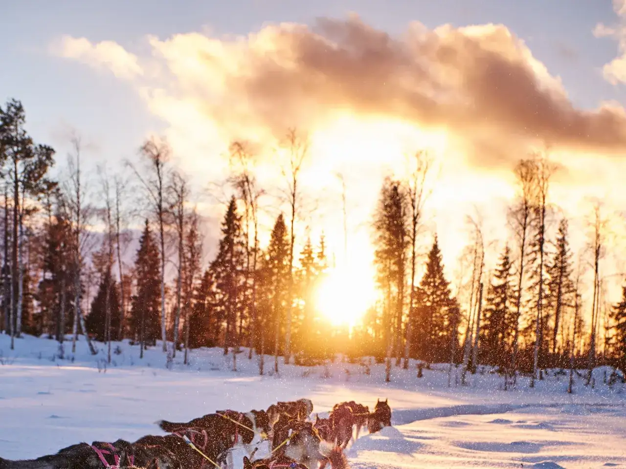 Hundspann i Swedish Lapland, besökare njuter av solnedgången.