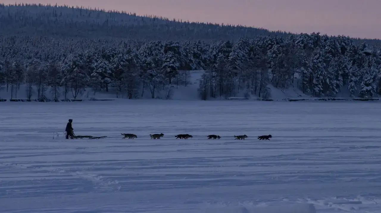 En person med hundspann på en frusen sjö under polarnatt. Snötäckta träd och en kulle i bakgrunden.