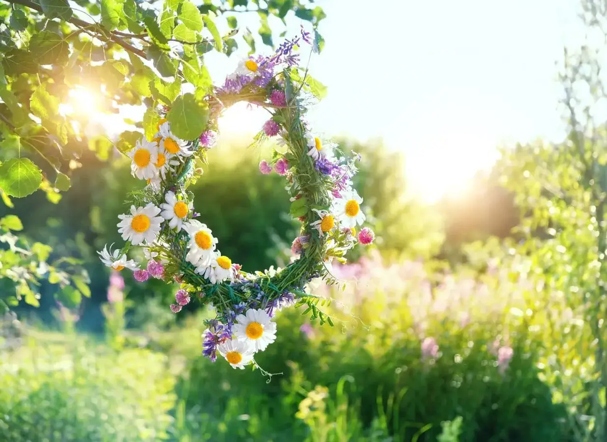 Blomsterkrans med prästkragar och blåklockor hänger i ett träd, redo för en svensk midsommarfirande.