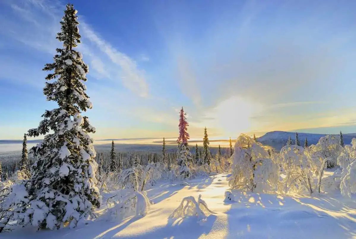 Vinter i Sverige. Snötäckta träd och en klarblå himmel med solnedgång.